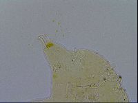 Acanthechiniscus victor image