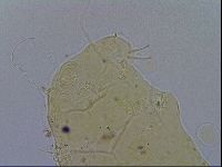 Acanthechiniscus victor image