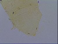 Acanthechiniscus victor image