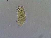 Acanthechiniscus victor image