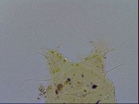 Acanthechiniscus victor image