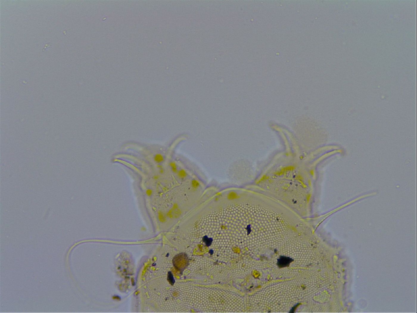 Acanthechiniscus victor image