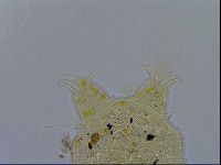 Acanthechiniscus victor image