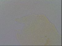 Pseudechiniscus ramazzottii image