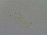Pseudechiniscus ramazzottii image