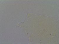 Pseudechiniscus ramazzottii image