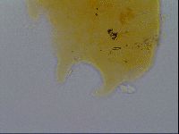 Pseudechiniscus ramazzottii image