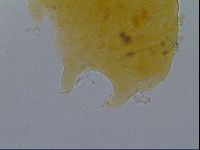 Pseudechiniscus ramazzottii facettalis image