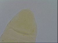 Pseudechiniscus ramazzottii image
