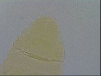 Pseudechiniscus ramazzottii image