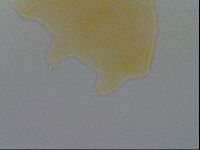 Pseudechiniscus ramazzottii image