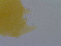 Pseudechiniscus ramazzottii image