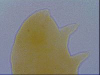Pseudechiniscus ramazzottii image