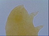 Pseudechiniscus ramazzottii facettalis image