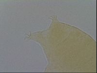 Pseudechiniscus ramazzottii image
