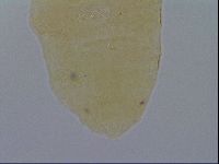 Pseudechiniscus ramazzottii image