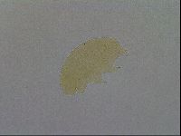 Pseudechiniscus ramazzottii image