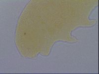 Pseudechiniscus ramazzottii image