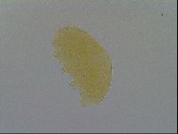 Pseudechiniscus ramazzottii image