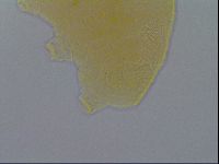 Pseudechiniscus ramazzottii image