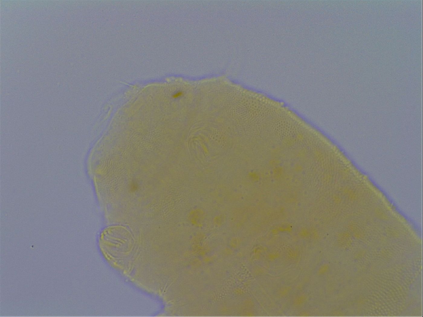 Pseudechiniscus ramazzottii facettalis image