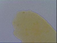 Pseudechiniscus ramazzottii image