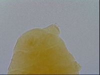 Pseudechiniscus ramazzottii image