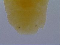 Pseudechiniscus ramazzottii image