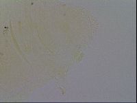 Pseudechiniscus ramazzottii image