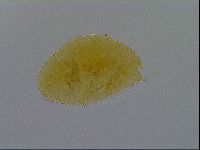 Pseudechiniscus ramazzottii image