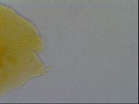 Pseudechiniscus ramazzottii image