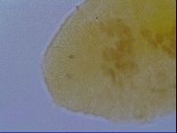 Pseudechiniscus ramazzottii facettalis image