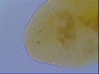 Pseudechiniscus ramazzottii image