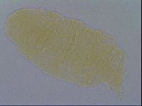 Pseudechiniscus ramazzottii facettalis image