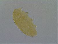 Pseudechiniscus ramazzottii image