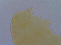 Pseudechiniscus ramazzottii image
