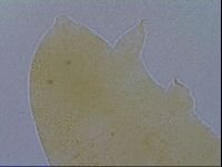 Pseudechiniscus ramazzottii facettalis image