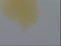 Pseudechiniscus ramazzottii facettalis image
