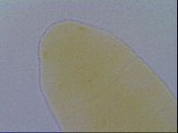 Pseudechiniscus ramazzottii image
