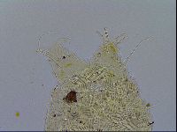 Acanthechiniscus victor image