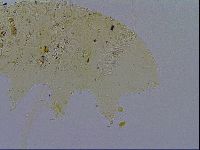 Acanthechiniscus victor image