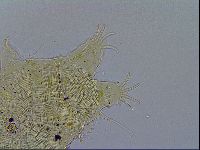 Acanthechiniscus victor image