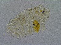Acanthechiniscus victor image