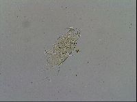 Acanthechiniscus victor image