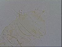 Acanthechiniscus victor image