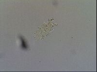 Acanthechiniscus victor image