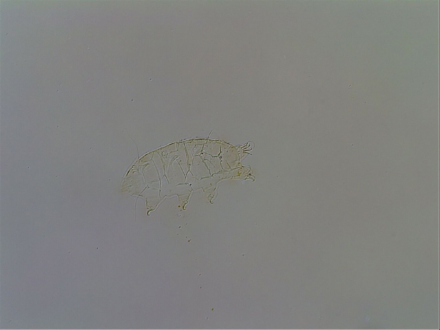 Acanthechiniscus victor image