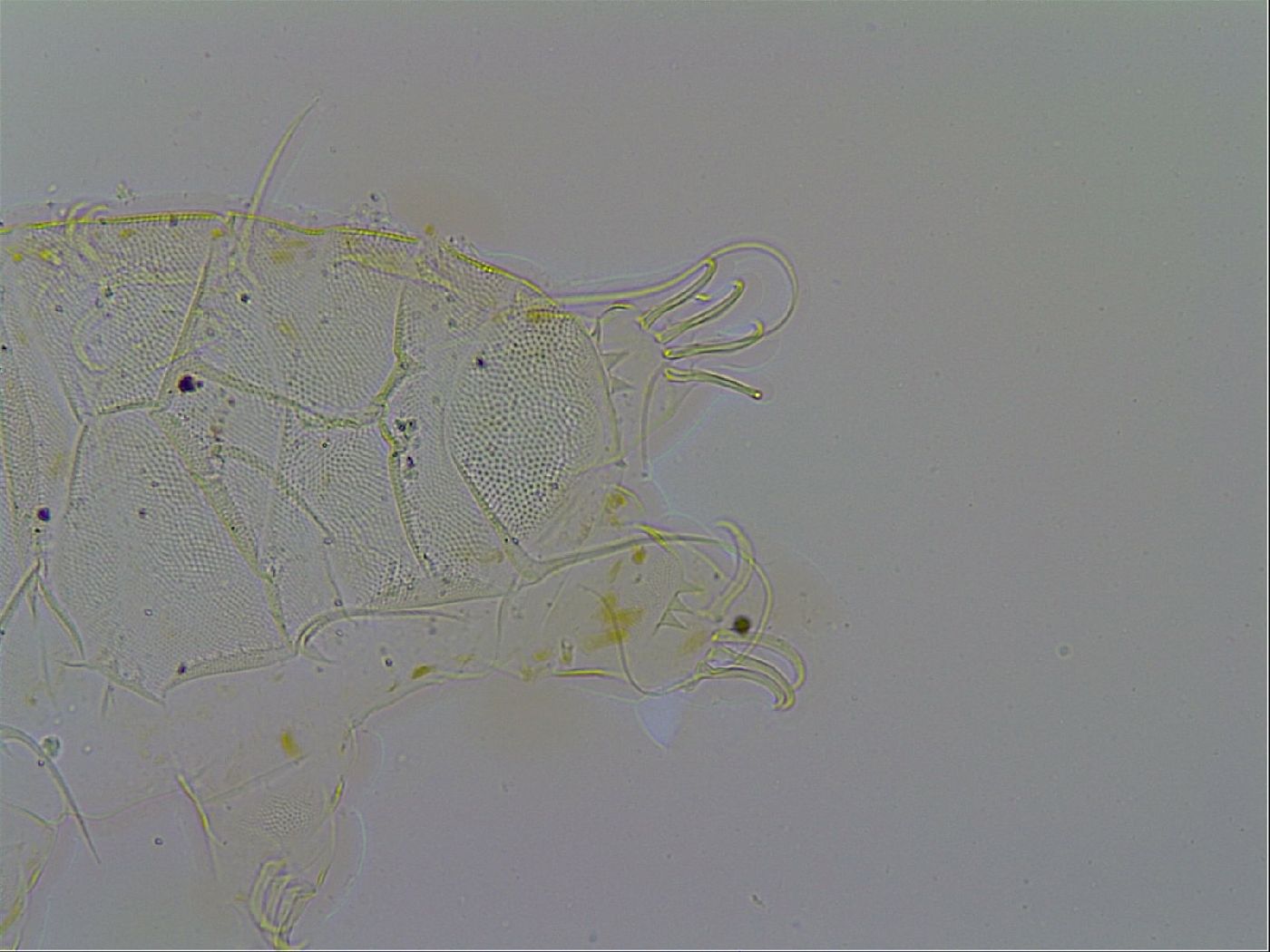Acanthechiniscus victor image
