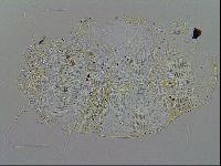Acanthechiniscus victor image