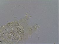 Acanthechiniscus victor image